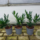 Prunus l. 'Otto Luyken' 20-30 cm 2,5L