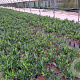 Prunus l. 'Otto Luyken' 20-30 cm 2,5L