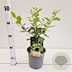 Quercus ilex 40-60 cm 3,0L