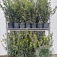 Quercus ilex 60-80 cm 5,0L