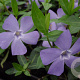 Vinca minor GM P9