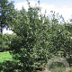 Acer campestre 300-350 cm draadkluit meerstammig