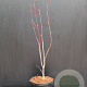 Acer pal. 'Bloodgood' 40-50 cm 5,0L