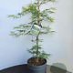 Acer pal. 'Dissectum' 40-50 cm 5,0L