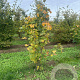 Acer platanoides 250-300 cm draadkluit meerstammig 350-400 diameter