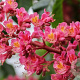 Aesculus carnea 'Briotii' 14-16 HO draadkluit