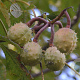 Aesculus carnea 'Briotii' 14-16 HO draadkluit