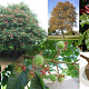 Aesculus carnea 'Briotii' 14-16 HO draadkluit