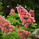 Aesculus carnea 'Briotii' 14-16 HO draadkluit