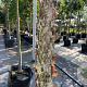 Betula nigra 16-18 HO draadkluit