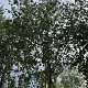Betula pendula 16-18 HO draadkluit