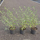 Caryopteris cland. 'Heavenly Blue' 30-40 cm 2,0L