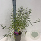 Caryopteris cland. 'Heavenly Blue' 30-40 cm 2,0L