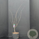 Cercis can. 'Forest Pansy' 80-100 cm 10L