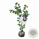 Cercis siliquastrum 100-125 cm met kluit