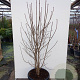Chionanthus virginicus 150-175 cm draadkluit meerstammig 80-100 breed