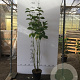 Cornus alba 'Sibirica' 80-100 cm 5,0L