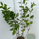 Cornus alba 'Sibirica' 80-100 cm 5,0L