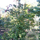 Cornus kousa chinensis 300-350 cm draadkluit solitair