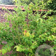 Corylopsis sinensis 300-350 cm draadkluit struik