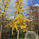 Ginkgo biloba 12-14 HO draadkluit