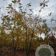 Gleditsia triac. 'Sunburst' 300-350 cm draadkluit meerstammig