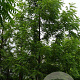 Juglans nigra 20-25 HO draadkluit