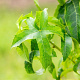 Liquidambar s. 'Lane Roberts' 20-25 HO draadkluit