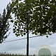 Liriodendron tulipifera 18-20 HO draadkluit