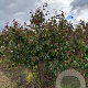 Malus 'Rudolph' 200-250 cm draadkluit meerstammig 160-180 cm diameter