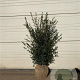 Osmanthus burkwoodii 60-80 cm met kluit
