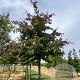 Parrotia persica 'Bella' 16-18 HO draadkluit