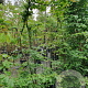 Parrotia persica 175-200 cm container meerstammig
