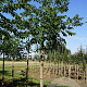 Phellodendron amurense 14-16 HO draadkluit