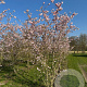 Prunus subh. 'Autumnalis Rosea' 350-400 cm draadkluit meerstammig op aanvraag