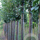 Prunus schmittii 16-18 HO draadkluit