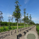Sorbus 'Dodong' 14-16 HO draadkluit