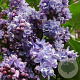 Syringa v. 'Prof. Hoser' 250-300 cm draadkluit struik 175-200 diameter