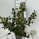Viburnum burkw. 'Anne Russell' 50-60 cm 5,0L