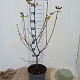 Viburnum burkw. 'Anne Russell' 50-60 cm 5,0L