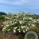 Viburnum plic. 'Grandiflorum' 175-200 cm draadkluit struik op Stam