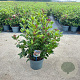 Viburnum tin. 'Gwenllian' 30-40 cm 5,0L