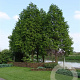 Taxodium distichum 100-125 cm 7,5L