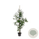 Taxodium distichum 100-125 cm 7,5L