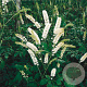 Actaea simp. 'White Pearl' GM P9