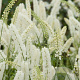 Actaea simp. 'White Pearl' GM P9