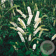Actaea simp. 'White Pearl' GM P9