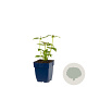 Agastache 'Blue Fortune' GM  P11