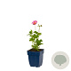 Anemone hyb. 'Pamina' GM  P11