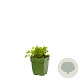 Apium graveolens GM  P11
